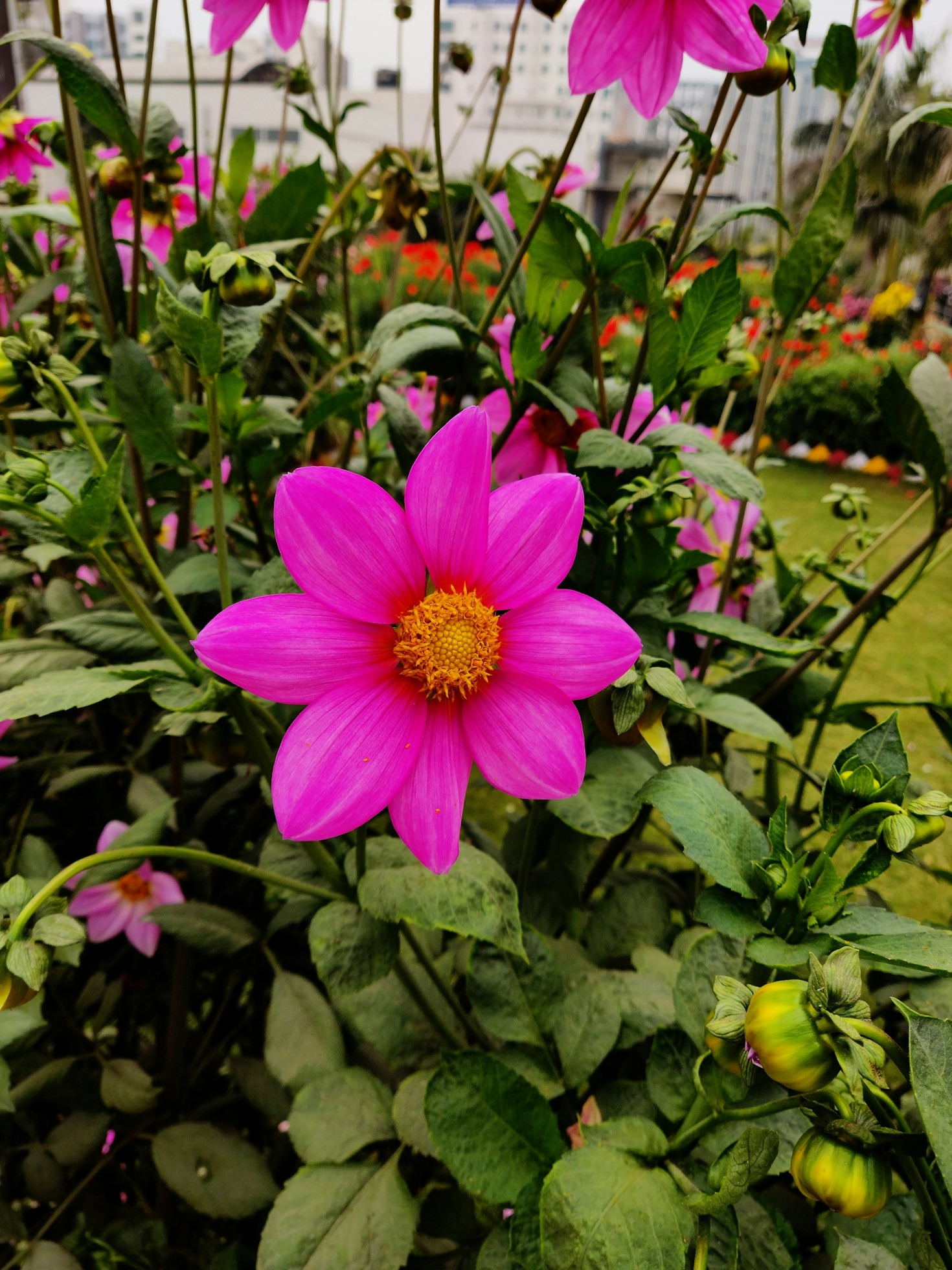 Il valore della sostenibilità nella floricoltura