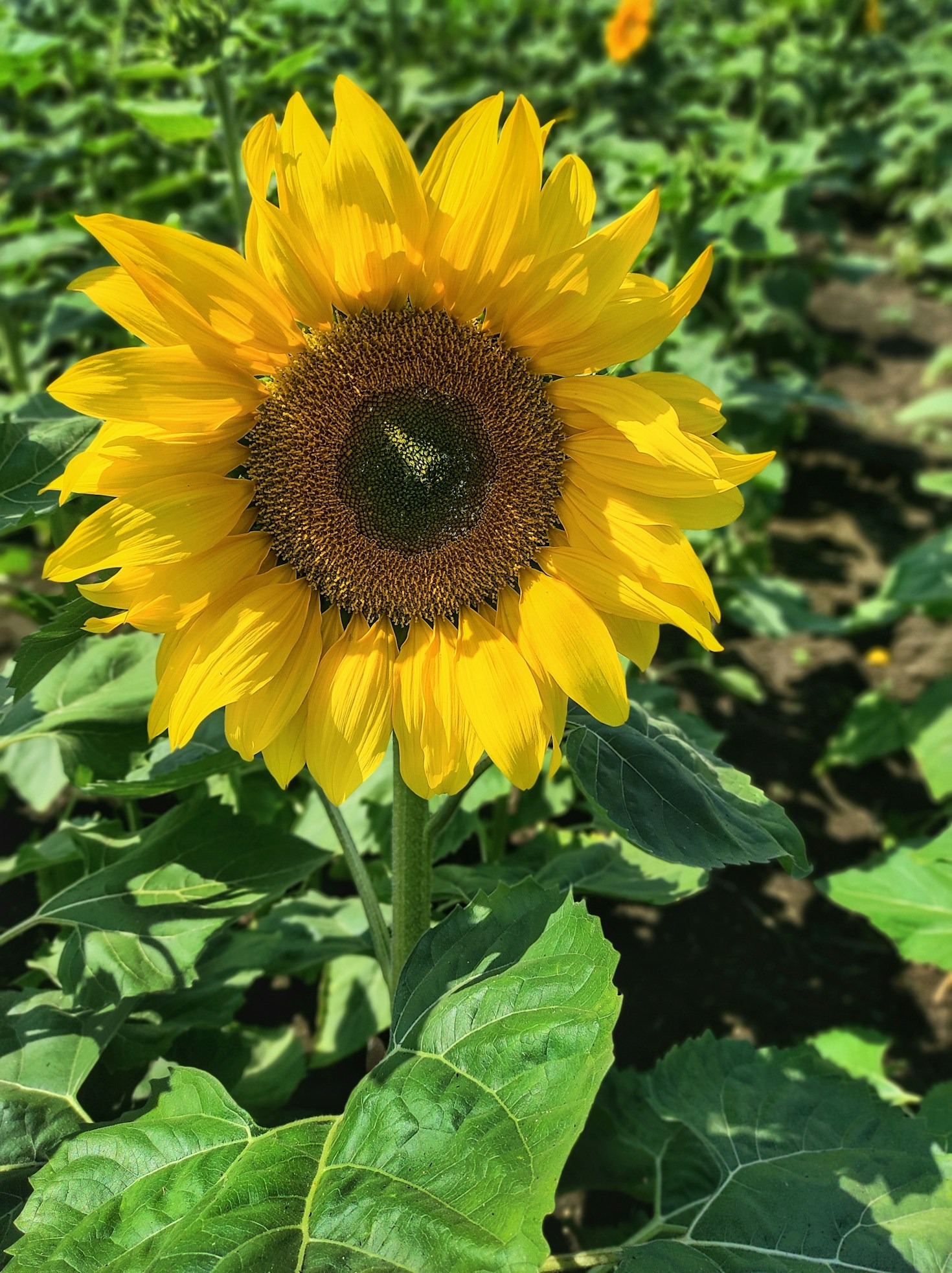 Esplorando le stagioni attraverso i fiori di AL Florals